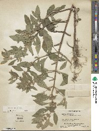 Mentha canadensis image