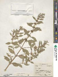 Mentha canadensis image