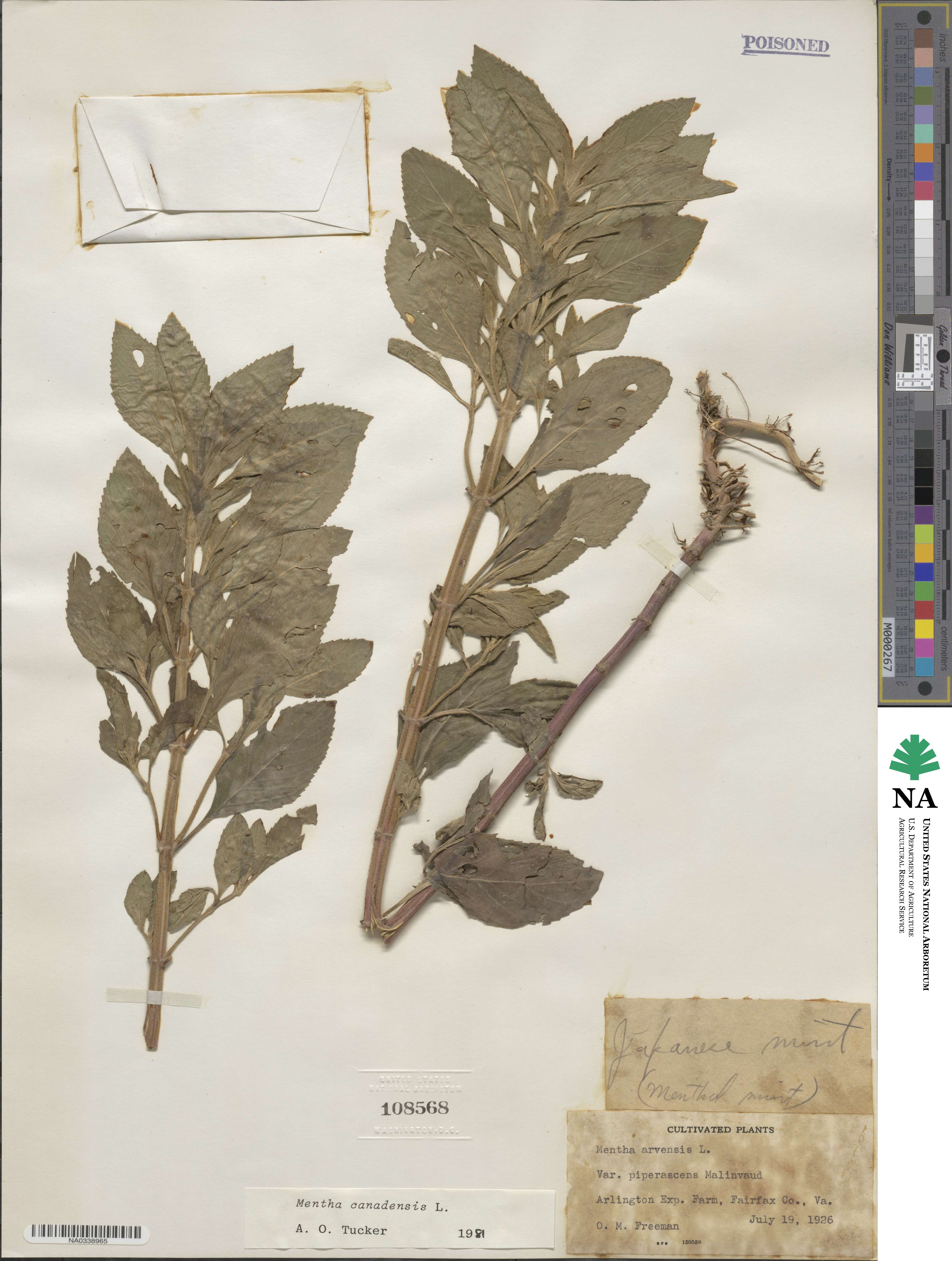 Mentha canadensis image