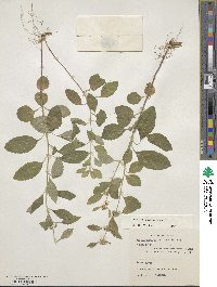 Mentha canadensis image