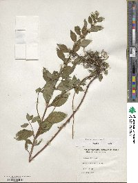 Mentha arvensis image