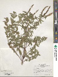 Mentha spicata image