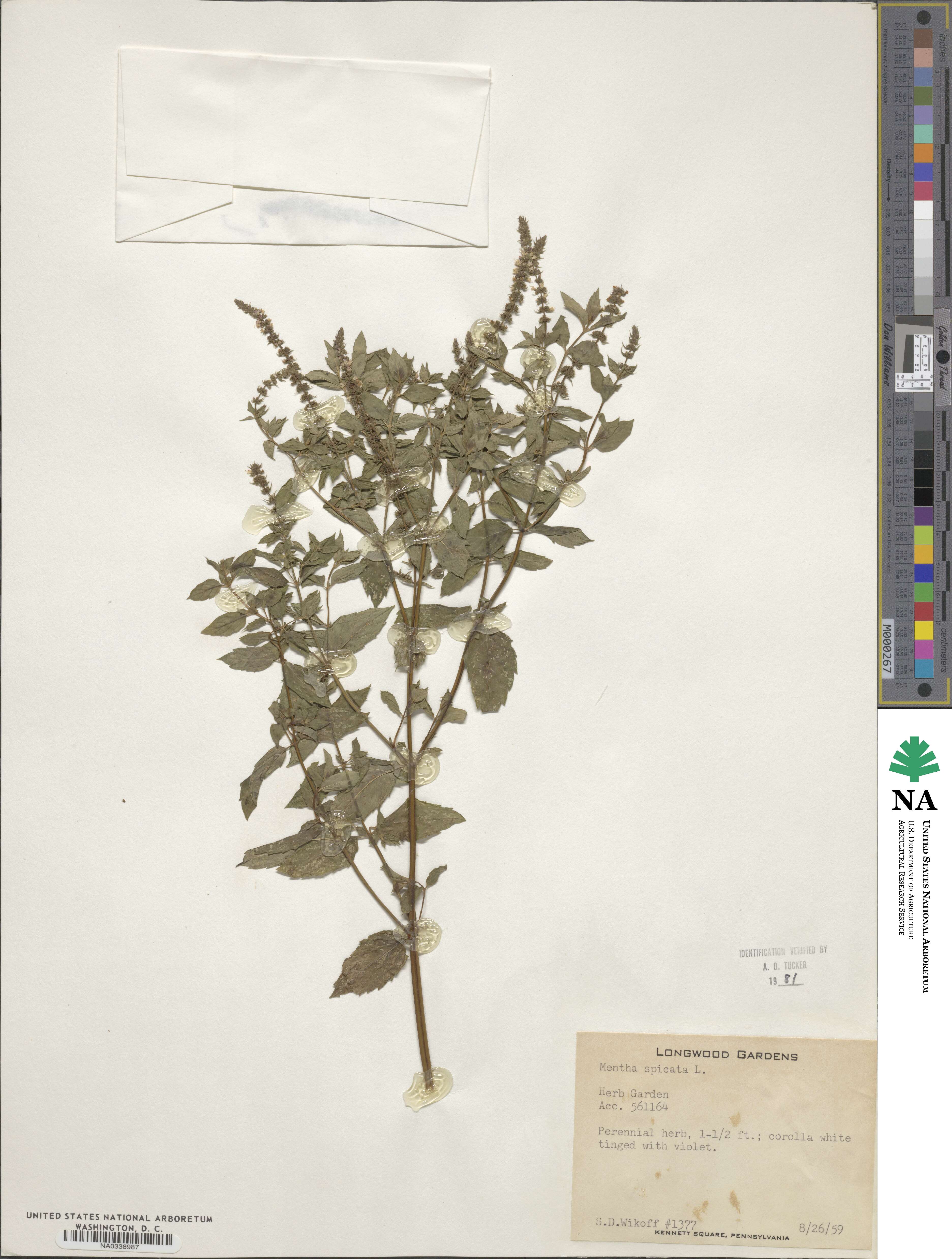 Mentha spicata image