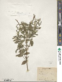 Mentha spicata image