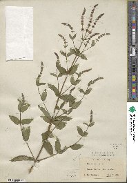 Mentha spicata image