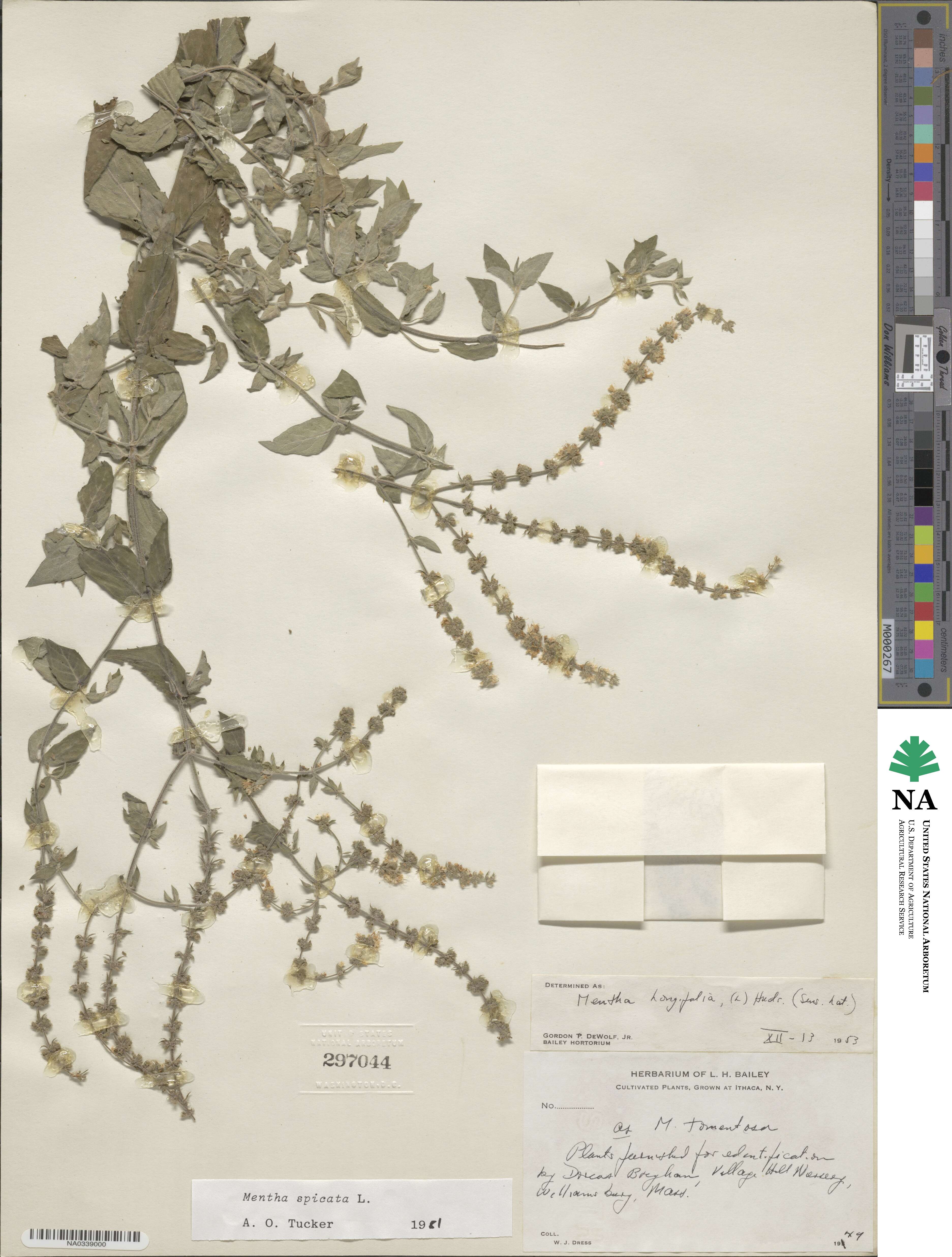 Mentha spicata image