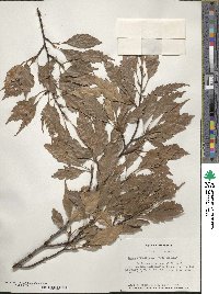 Fagus sylvatica image