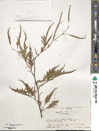 Fagus sylvatica image