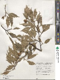 Fagus sylvatica image