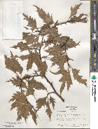 Fagus sylvatica image