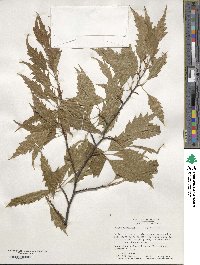 Fagus sylvatica image