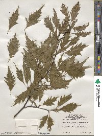 Fagus sylvatica image