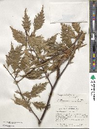 Fagus sylvatica image