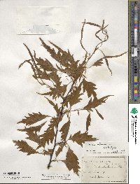 Fagus sylvatica image