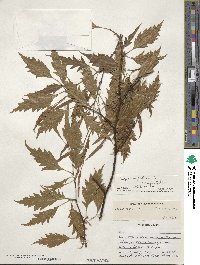 Fagus sylvatica image