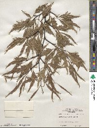 Fagus sylvatica image