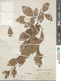 Fagus sylvatica image