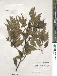 Fagus sylvatica image