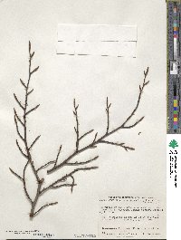 Fagus sylvatica image