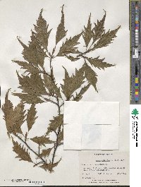 Fagus sylvatica image