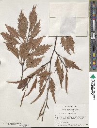 Fagus sylvatica image