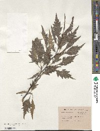 Image of Fagus asplenifolia