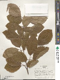 Fagus grandifolia subsp. grandifolia image