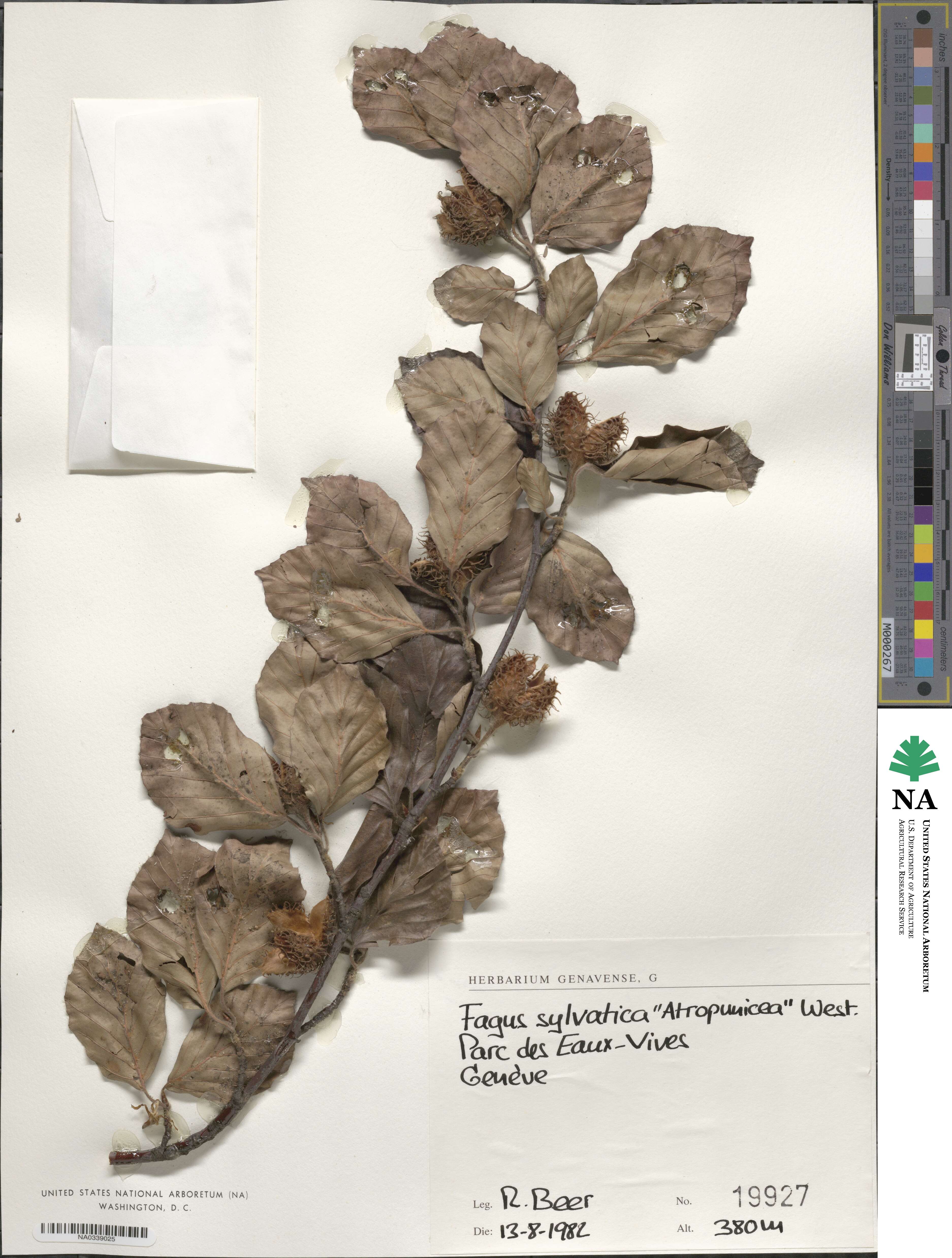 Fagus grandifolia subsp. grandifolia image