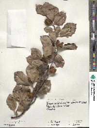 Fagus grandifolia image