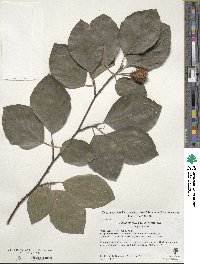 Fagus grandifolia image