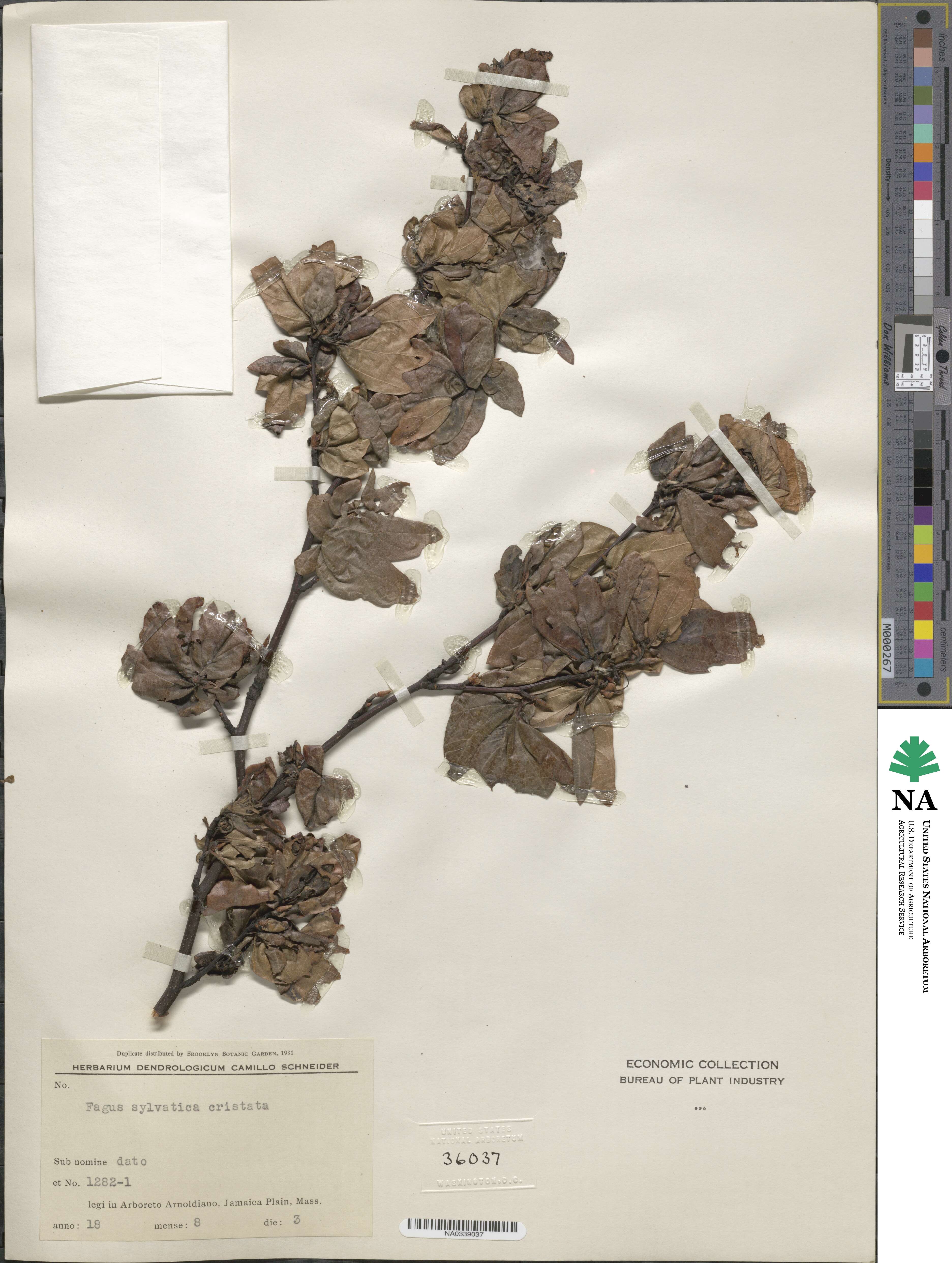 Fagus sylvatica image