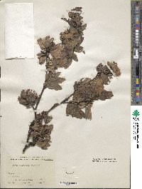 Fagus sylvatica image