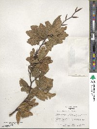 Fagus sylvatica image