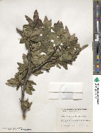 Fagus sylvatica image