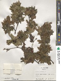 Fagus sylvatica image