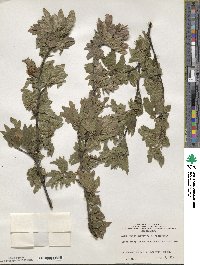 Fagus sylvatica image