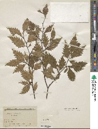 Fagus sylvatica image