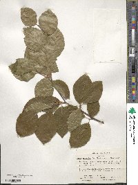 Fagus sylvatica image