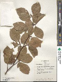 Fagus sylvatica image