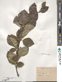 Fagus sylvatica image