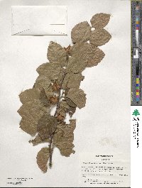 Fagus sylvatica image