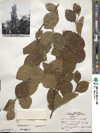 Fagus sylvatica image