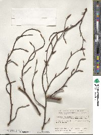 Fagus sylvatica image