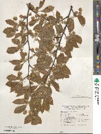 Fagus sylvatica image