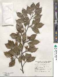 Fagus sylvatica image