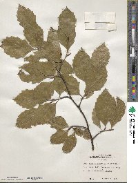 Fagus sylvatica image