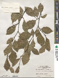 Fagus sylvatica image