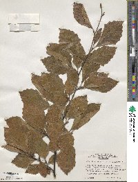 Fagus sylvatica image