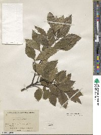 Fagus sylvatica image