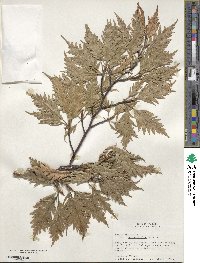 Fagus sylvatica image